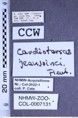 Etiketten zu Cardiotarsus jeanvoinei (Fleutiaux, 1940) (NHMW-ZOO-COL-0007131)